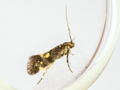 Chrysoesthia sexguttella